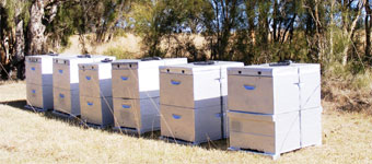 bee-boxes